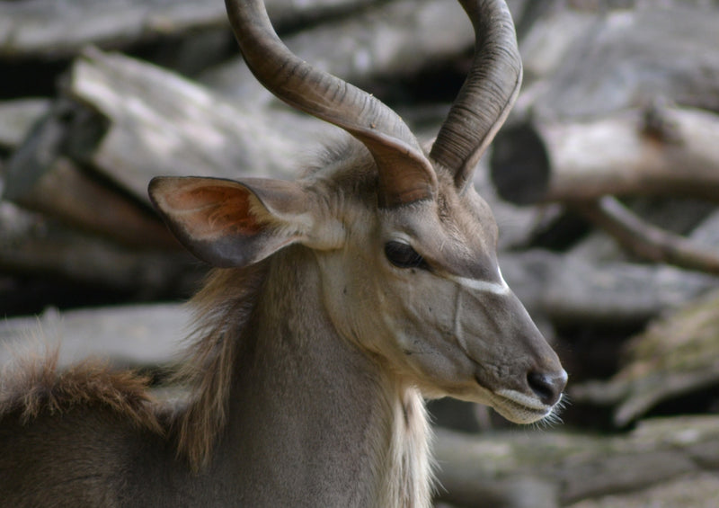 79784 Tierwelt - Antilope