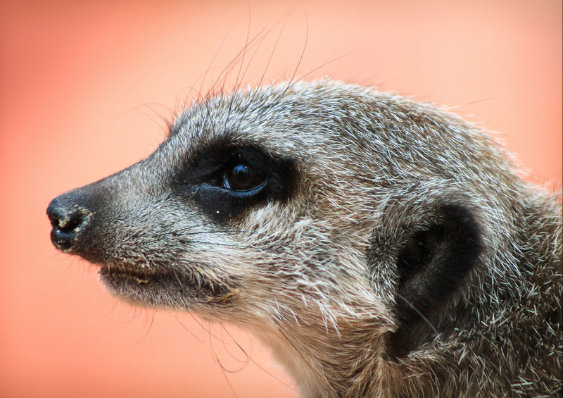 82694 Hintergründe - Erdmännchen