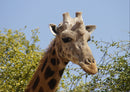 74977 Natur - Giraffe