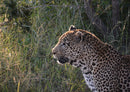 76988 Tierwelt - Leopard