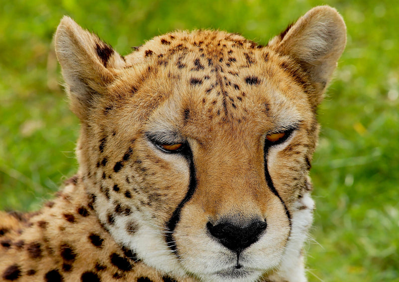 83268 Natur - Gepard