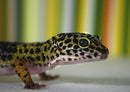 73179 Tierwelt - Gecko