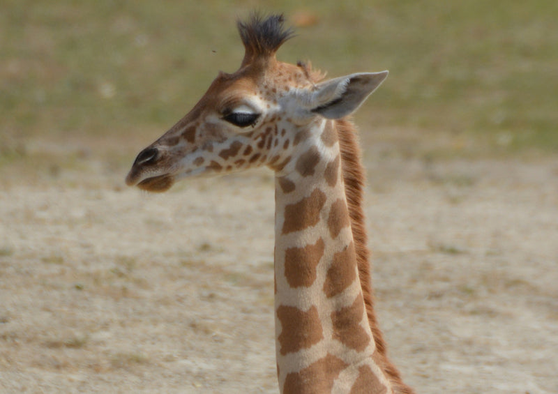 75315 Tierwelt - Giraffe