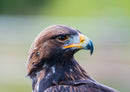 36367 Tierwelt - Adler