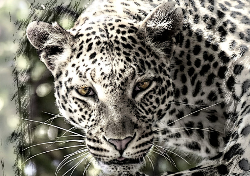 70560 Tierwelt - Leopard