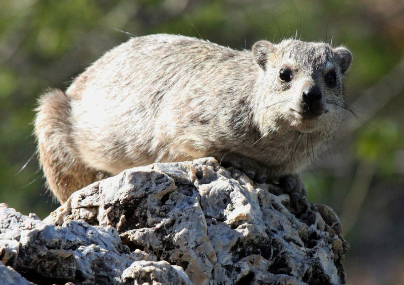 70721 Tierwelt - Hyrax