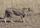 53262 Tierwelt - Gepard