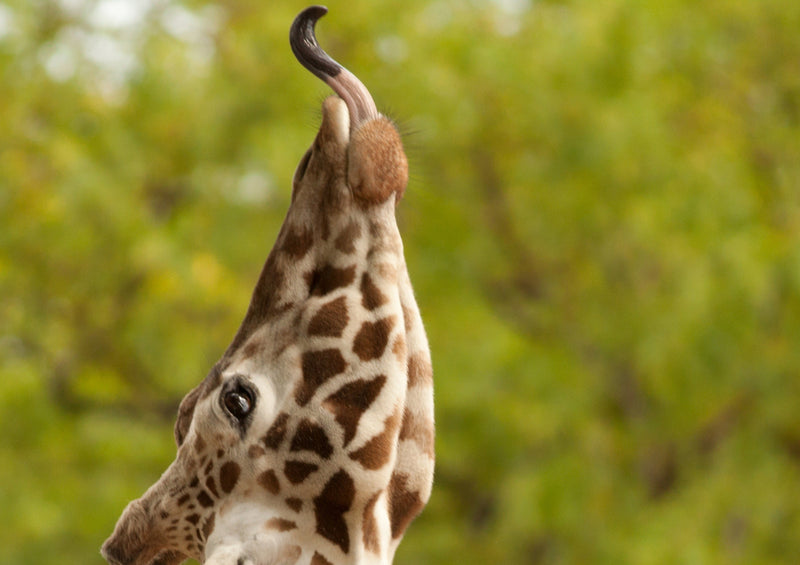 79014 Natur - Giraffe