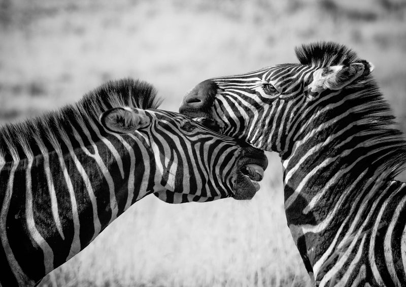 72075 Tierwelt - Zebras