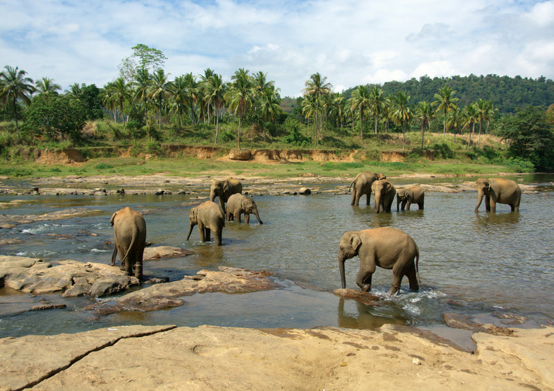 86473 Natur - Elefanten