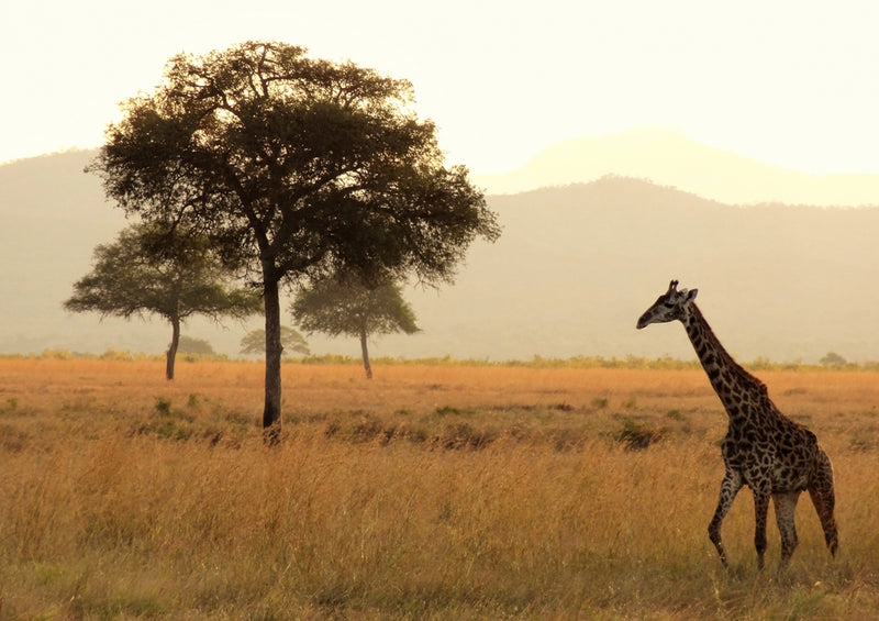 75984 Tierwelt - Giraffe