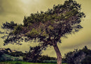 18497 Natur - Baum im Wind