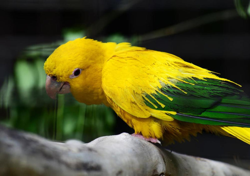 17453 Tierwelt - Golden Conure