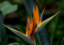 36589 Tierwelt - Paradiesvogel blume