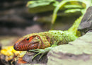 70665 Tierwelt - Leopardgecko