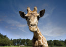 78355 Natur - Giraffe