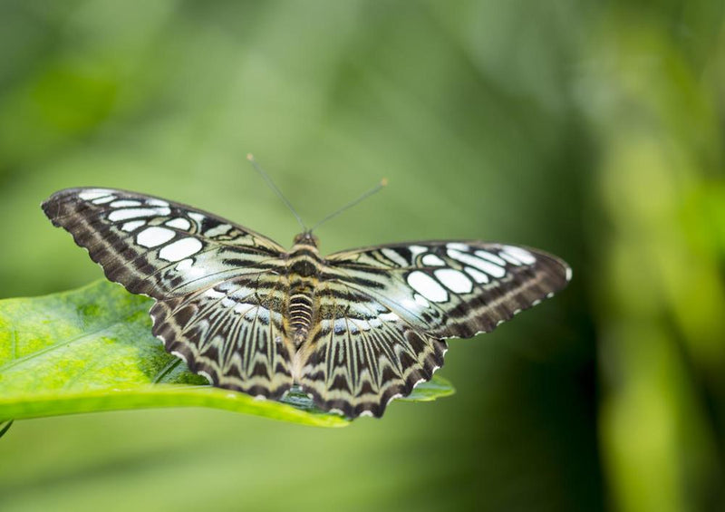 24439 Natur - Schmetterling