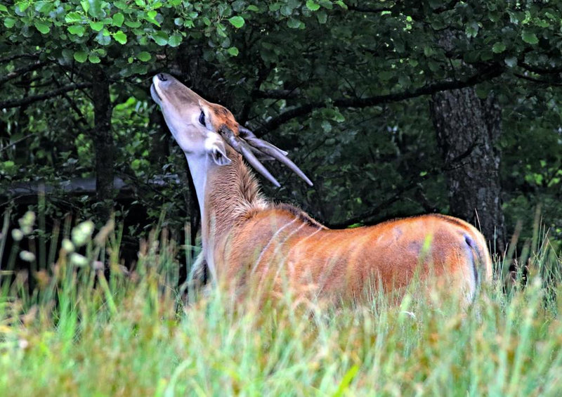 22331 Tierwelt - Antilope