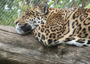 76963 Tierwelt - Leopard