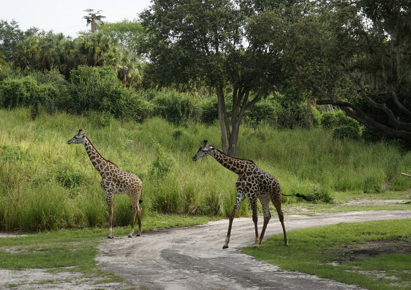 78797 Natur - Giraffe