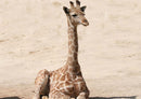 79590 Tierwelt - Giraffe