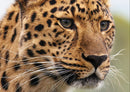 77747 Natur - Leopard