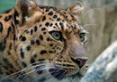 77447 Natur - Leopard