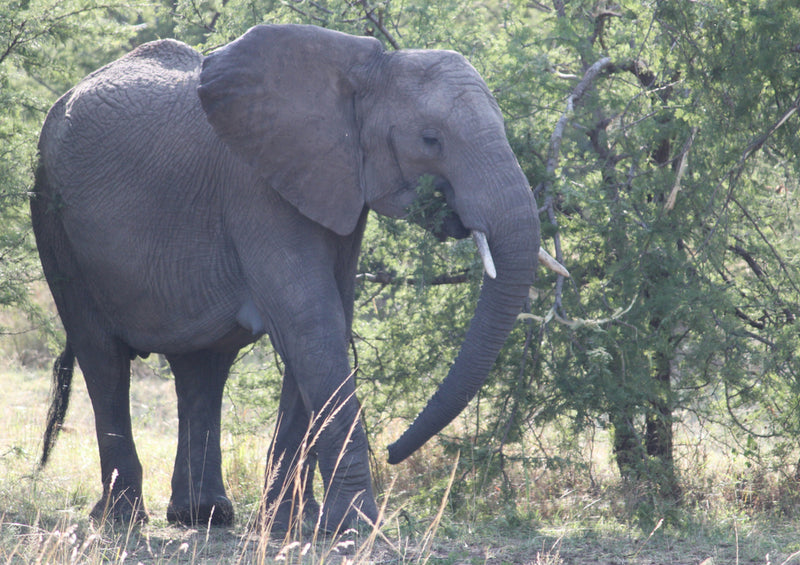 87065 Tierwelt - Elefant