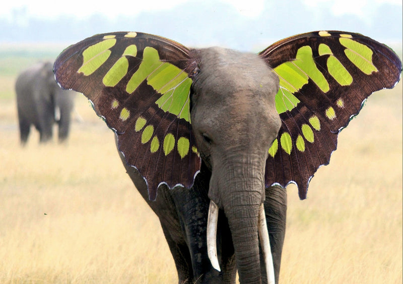 85409 Hintergründe - Elefant