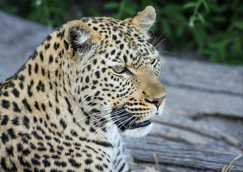 77399 Natur - Leopard