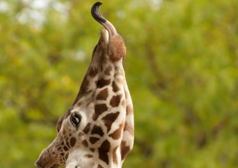 84224 Natur - Giraffe