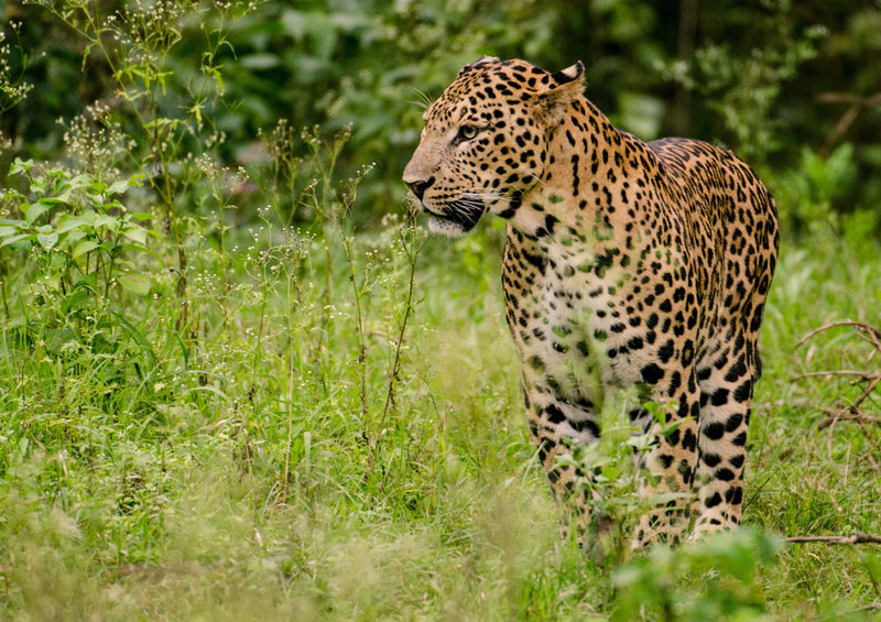 77164 Natur - Leopard