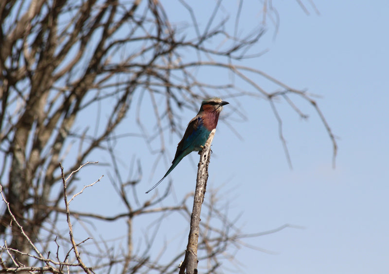 80560 Natur - Vogel