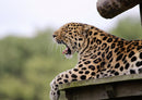 77470 Natur - Leopard