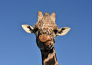 75292 Tierwelt - Giraffe