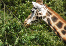 77825 Tierwelt - Giraffe