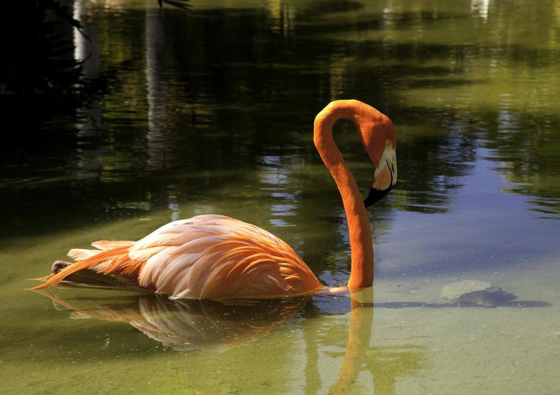 28144 Tierwelt - Flamingo