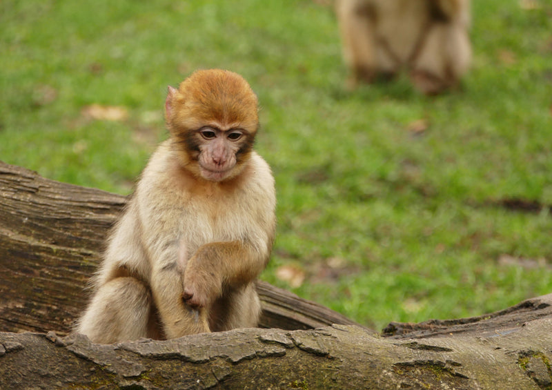 70844 Tierwelt - Affe