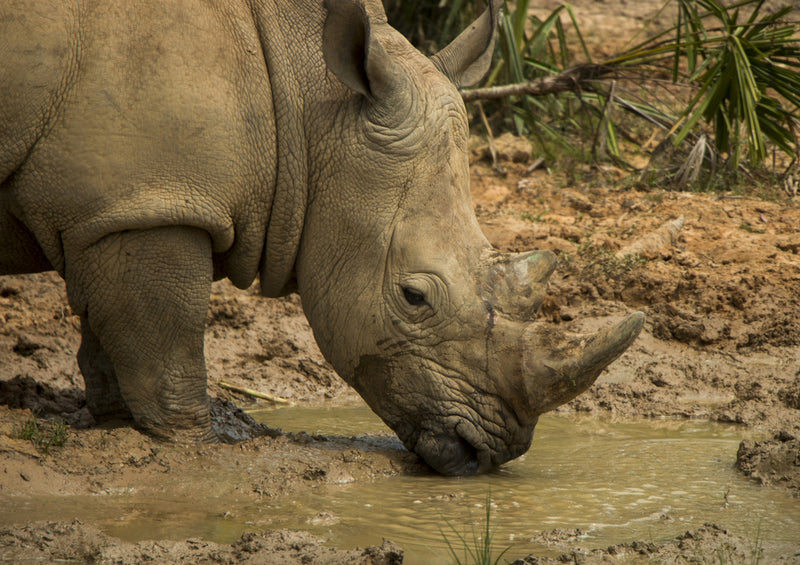 84918 Tierwelt - Nashorn