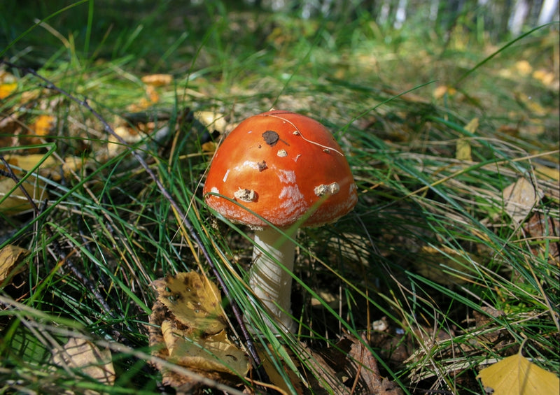 39239 Natur - Pilz