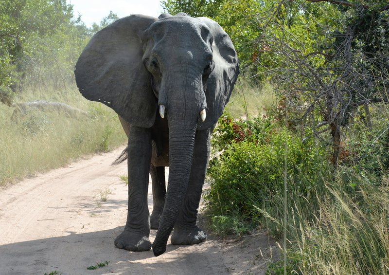 87090 Tierwelt - Elefant