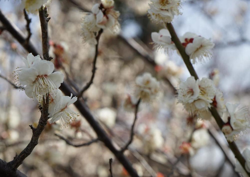 17984 Natur - Blüte am Baum