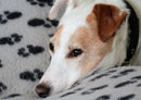 34019 Tierwelt - Jack russell