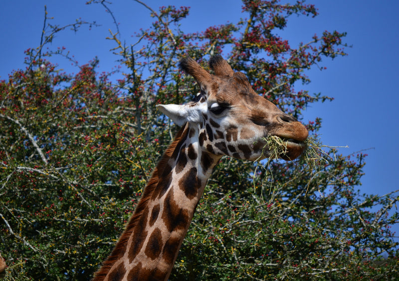 79120 Natur - Giraffe