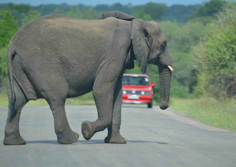 82794 Natur - Elefant