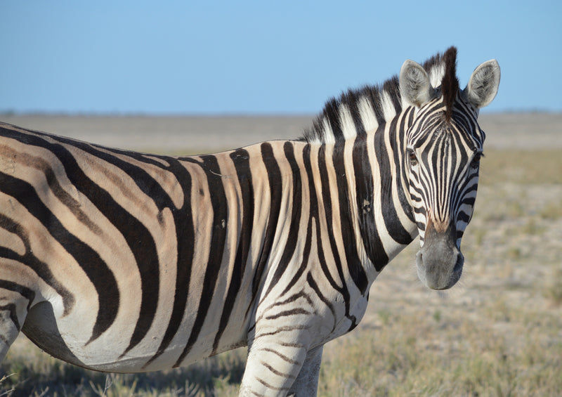 77171 Tierwelt - Zebra