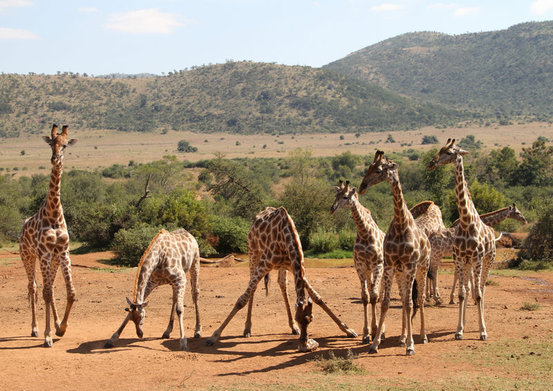 80147 Natur - Giraffen