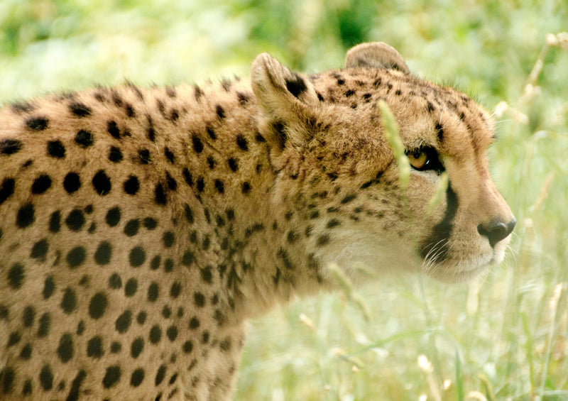 76556 Tierwelt - Gepard