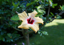 26356 Natur - Hibiskus
