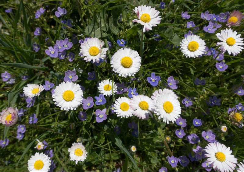 21656 Natur - Gänseblümchen